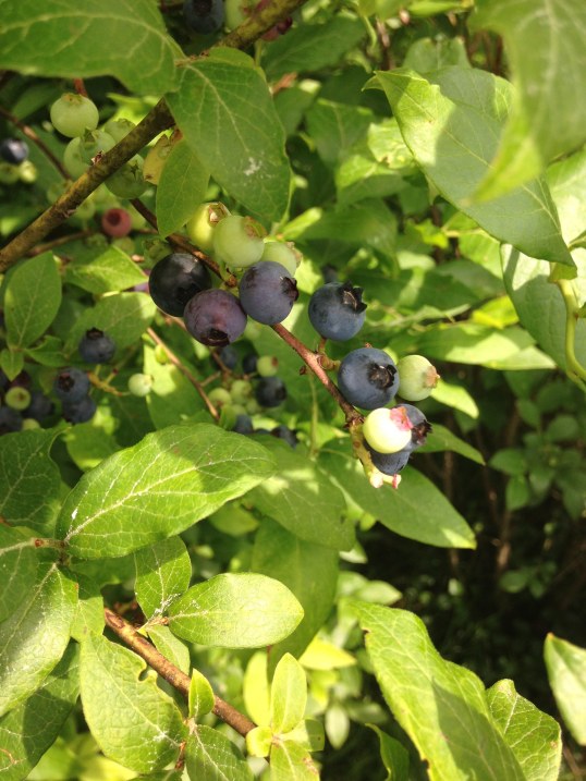 Blueberry-1